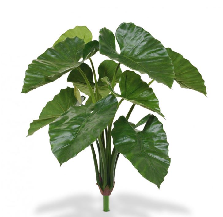 Alocasia Bush, 70 cm