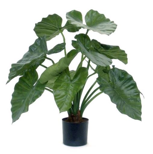 Alocasia Calidora, H: 60 cm