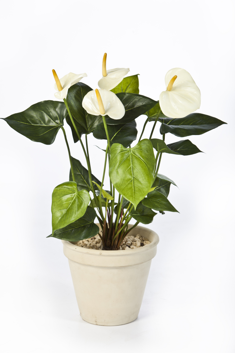 Anthurium Cremé H: 56 cm, exclusief pot