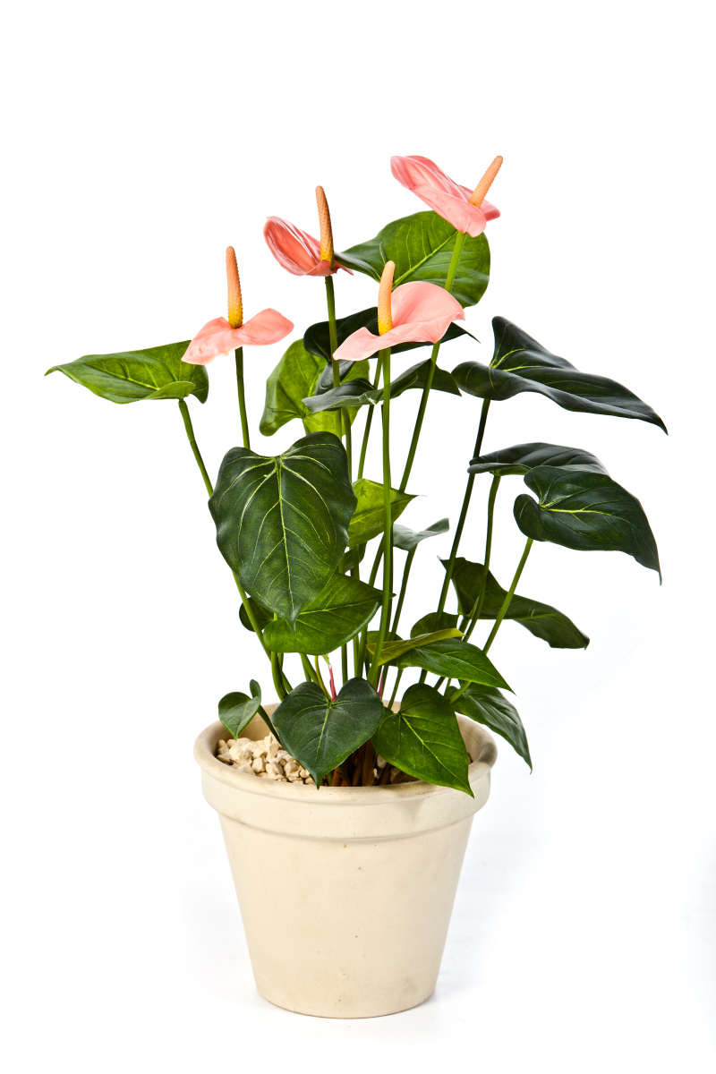 Anthurium Pink H: 56 cm, exclusief pot