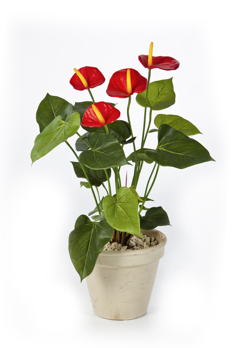 Anthurium Rood H: 56 cm, exclusief pot