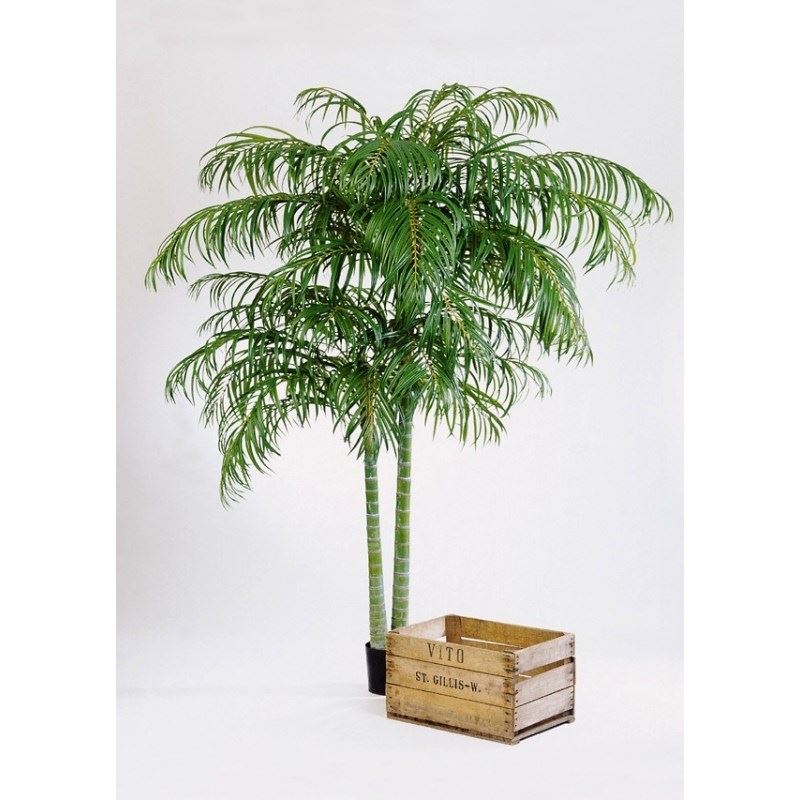 Areca Palm H: 210 cm