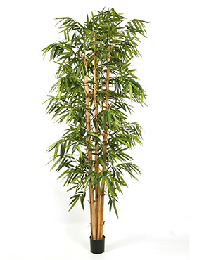 Bamboe Groot Blad H: 300 cm