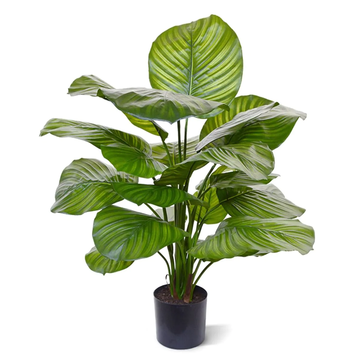 Calathea Fasciata kunstplant, H: 70 cm