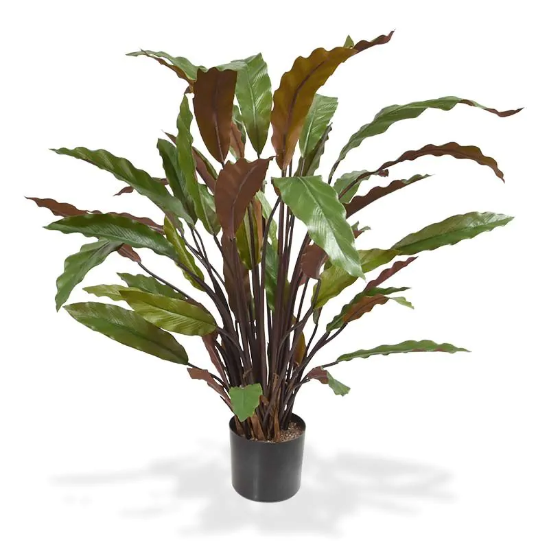 Calathea Red H: 60 cm