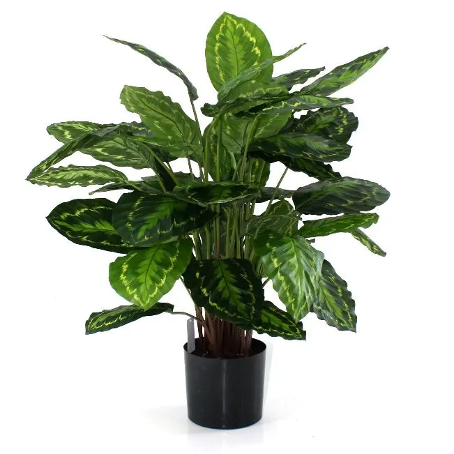 Calathea Rosea Picta, Bush, H: 85cm