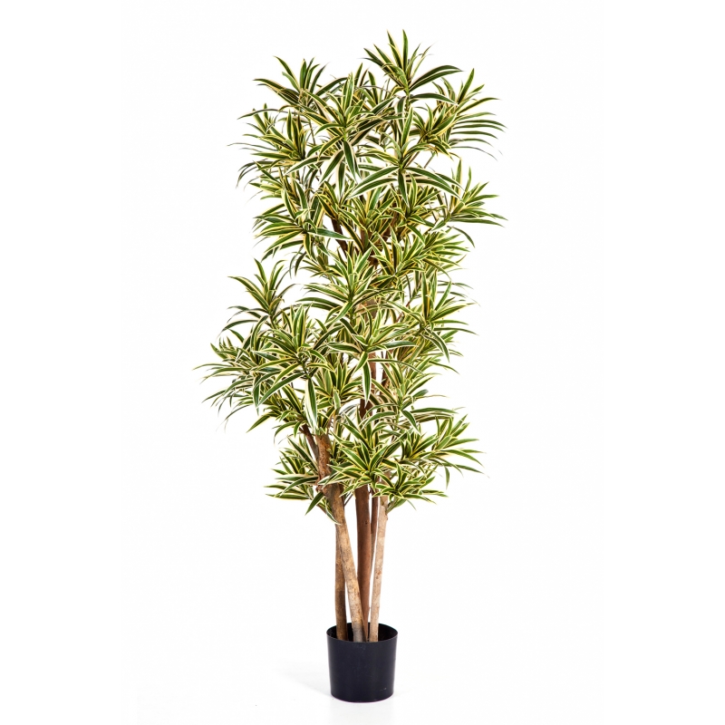 Dracaena Reflexa bont, H: 120 cm