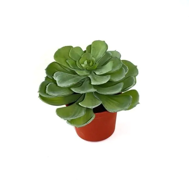 Echeveria kunst vetplant, H: 16 cm