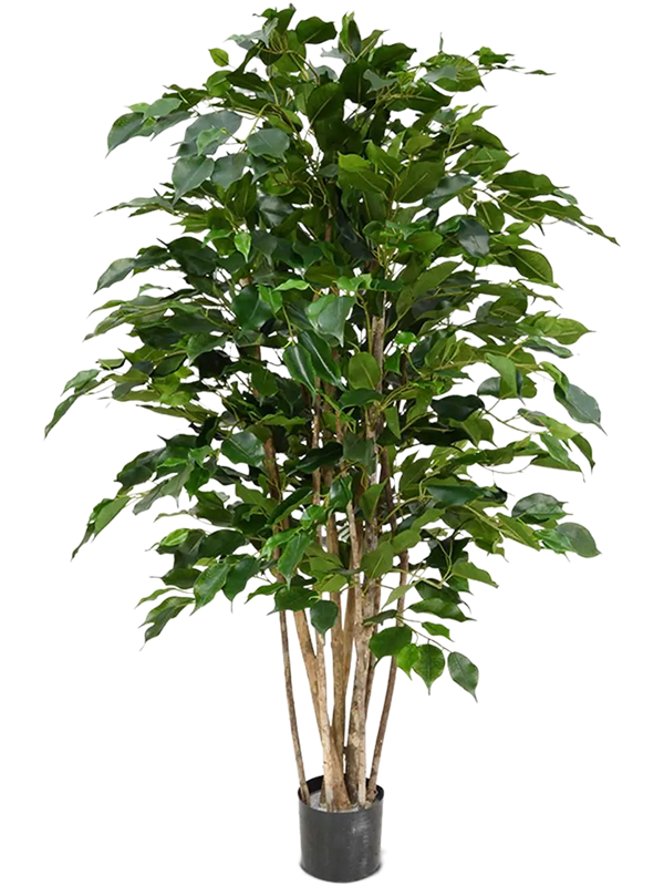 Ficus Benjamina Exotica, Vertakt (825 lvs.), H: 120cm, B: 70cm