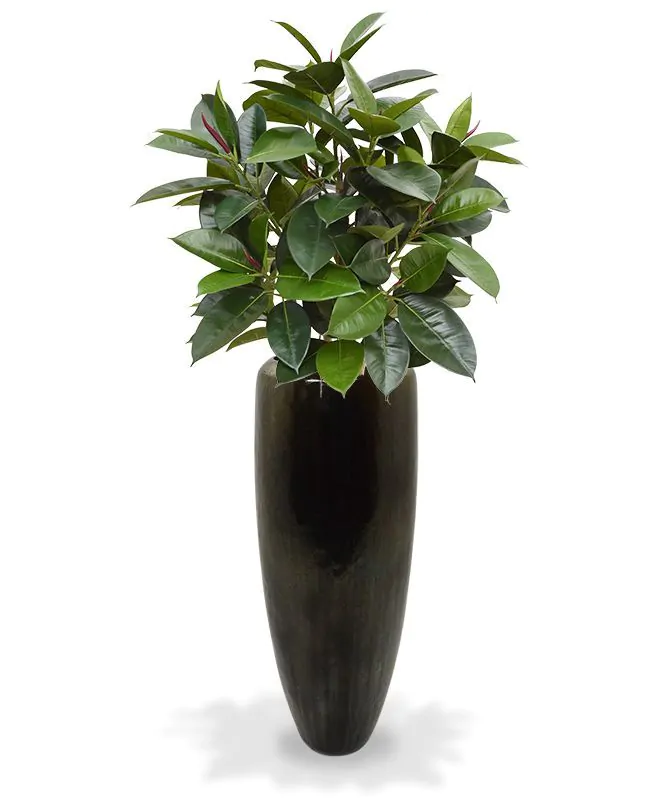 Ficus Elastica Robusta kunstplant, H: 90 cm