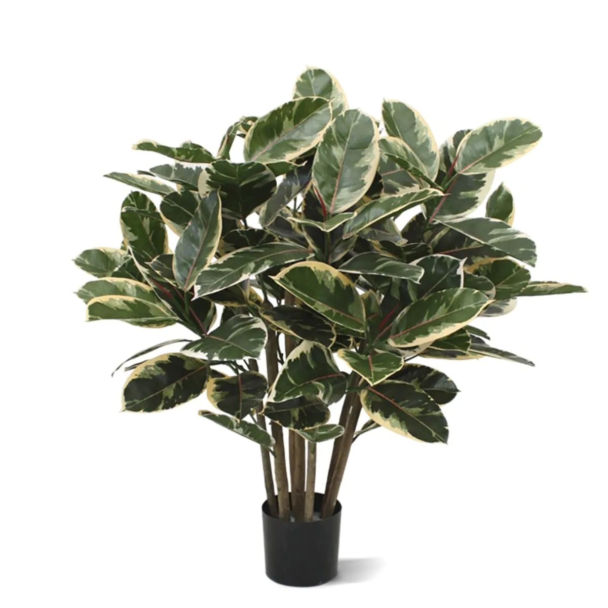 Ficus Elastica Robusta, Vertakt, diam: 100 cm