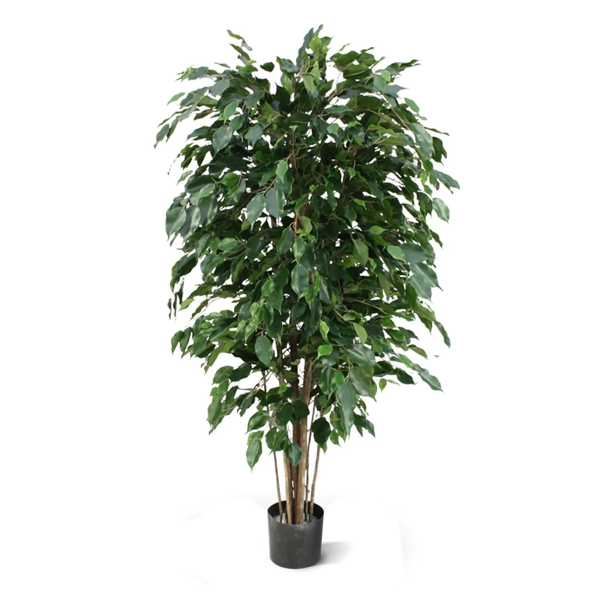 Ficus Exotica de luxe, H: 150cm