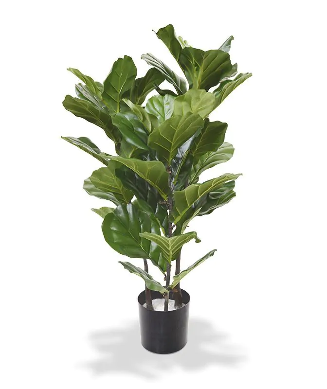 Ficus Lyrata, H: 95 cm