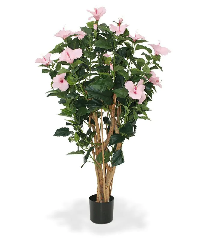 Hibiscus deluxe, H: 100 cm