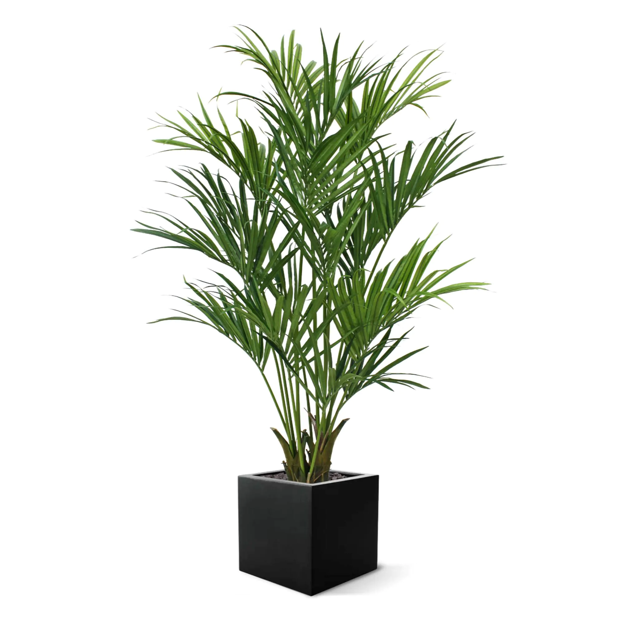 Kentia deluxe kunstpalm XL, H: 190cm