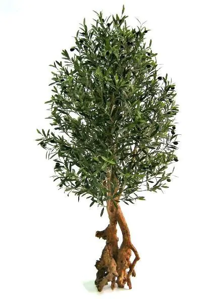 Kunst Olijf bonsai deluxe, H: 150cm