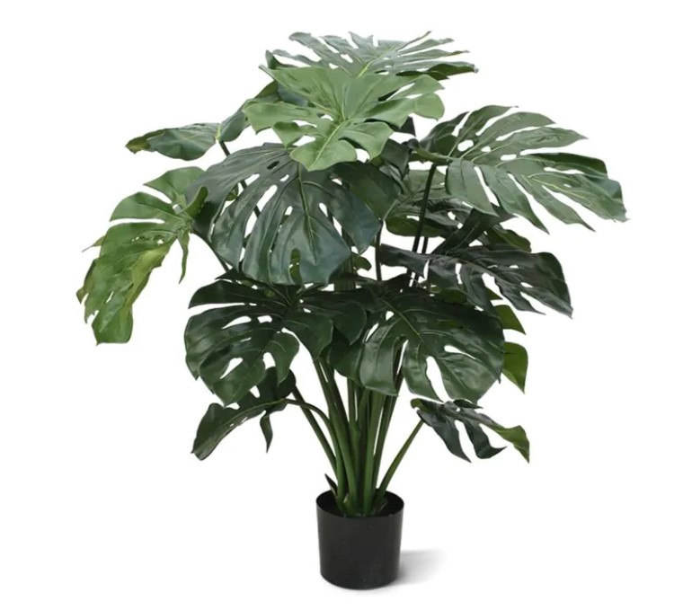 Monstera Giant, H: 100cm