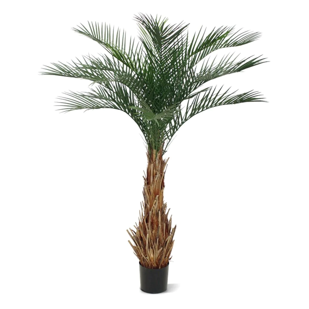 Phoenix palm deluxe, H: 180 cm