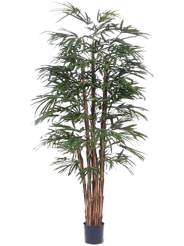 Raphis Excelsa, Bush, diam: 90cm, H: 190cm