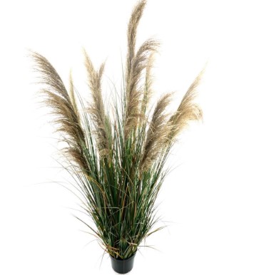 Reed Onion gras in pot, H: 183 cm