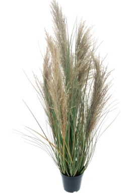 Reed onion gras in pot, H: 90 cm