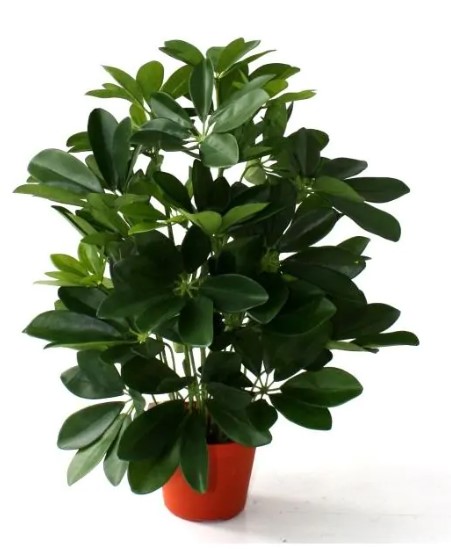 Schefflera kunstplant 50cm