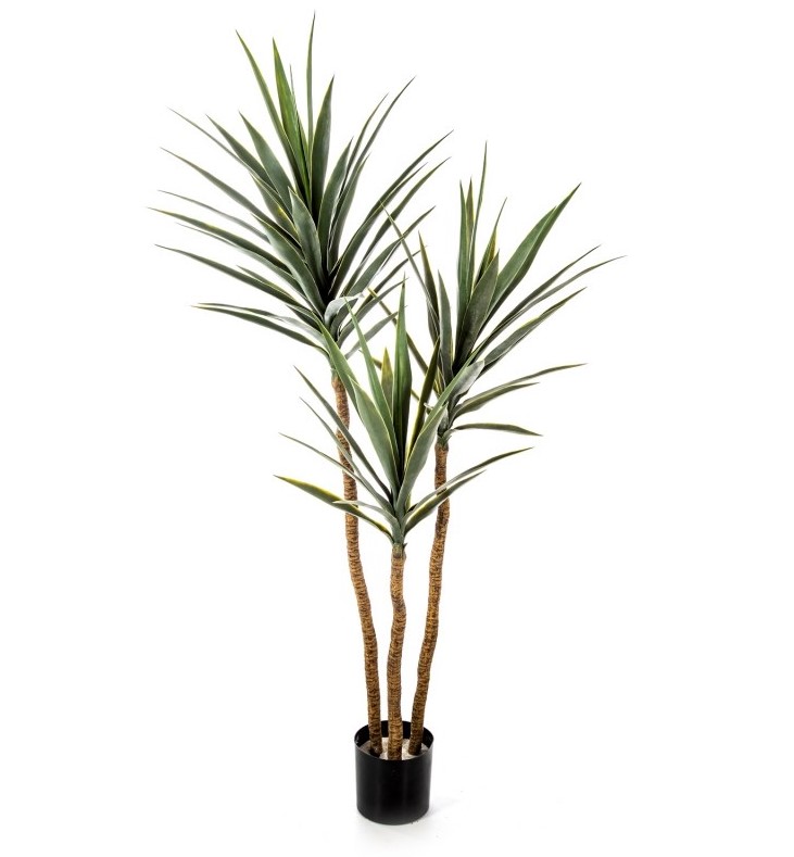 Variagated Yucca Boom H: 160 cm