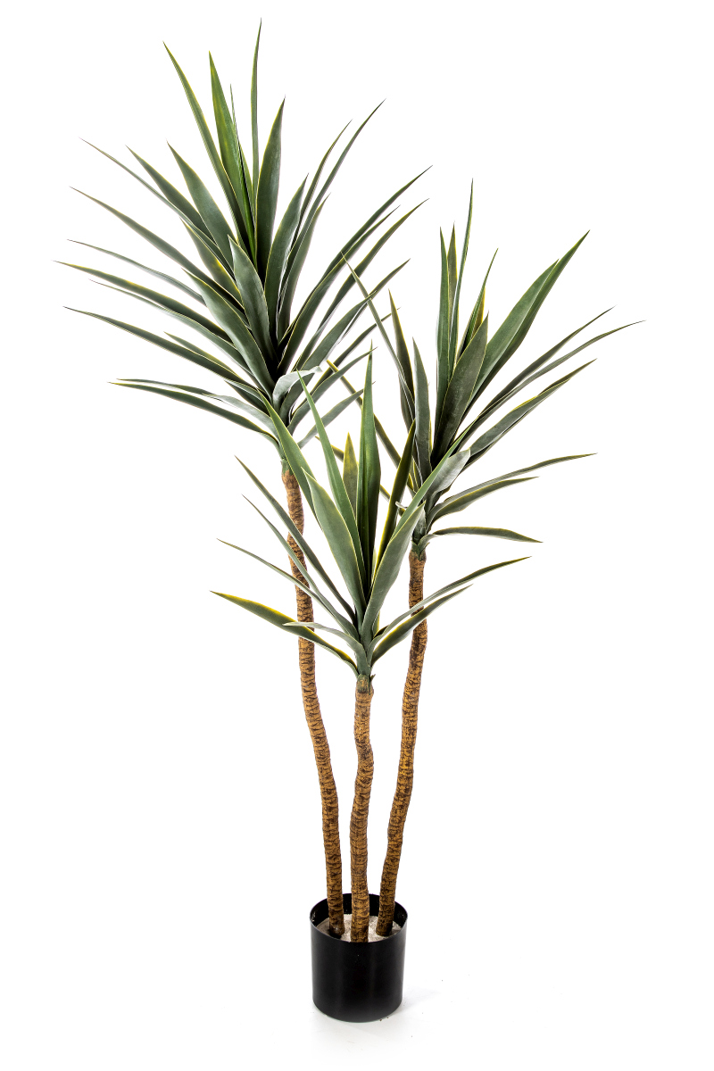 Yucca Boom H: 160 cm