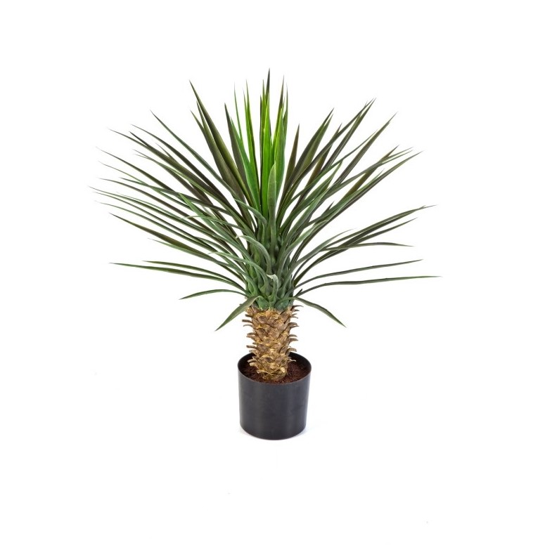 Yucca Rostrata Head H: 82 cm