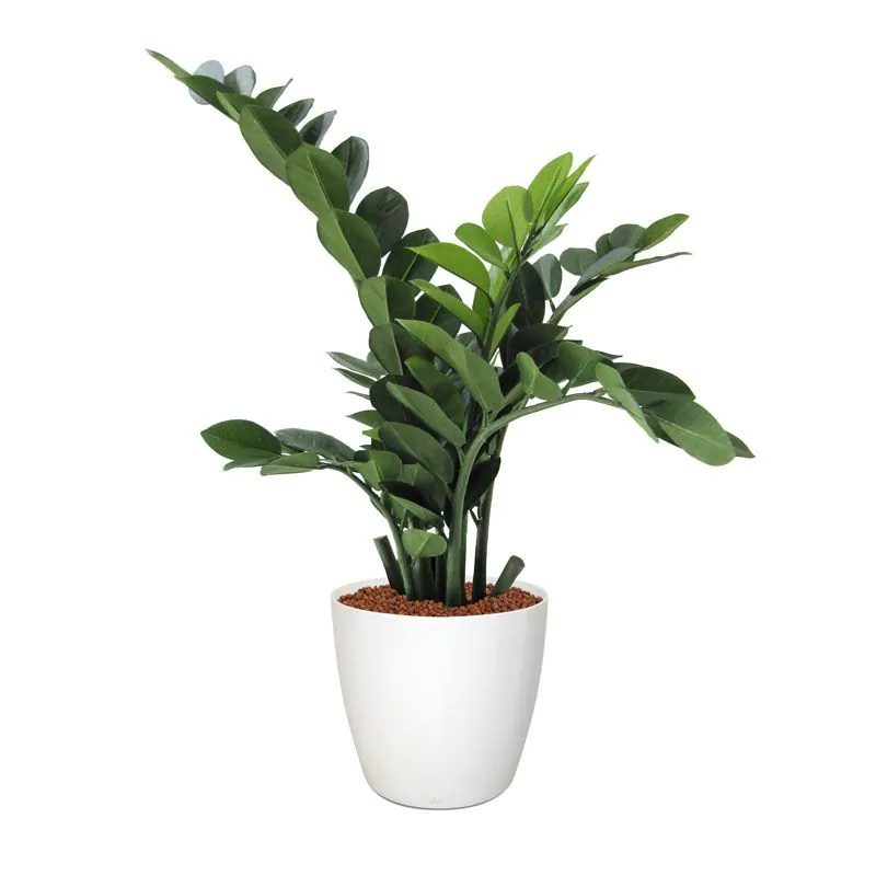 Zamioculcas kunstplant, H: 65 cm