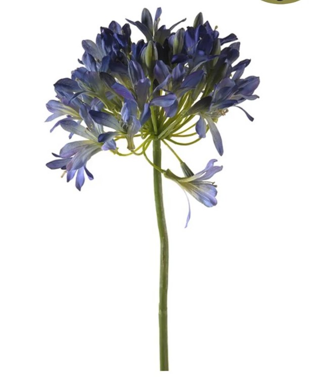 Agapanthus Blauw, H 88 cm