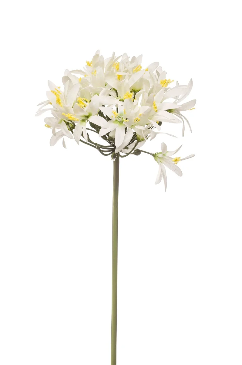 Agapanthus, White, H: 80cm