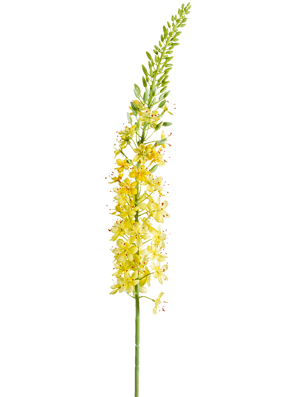 Eremurus, Yellow, H: 105cm