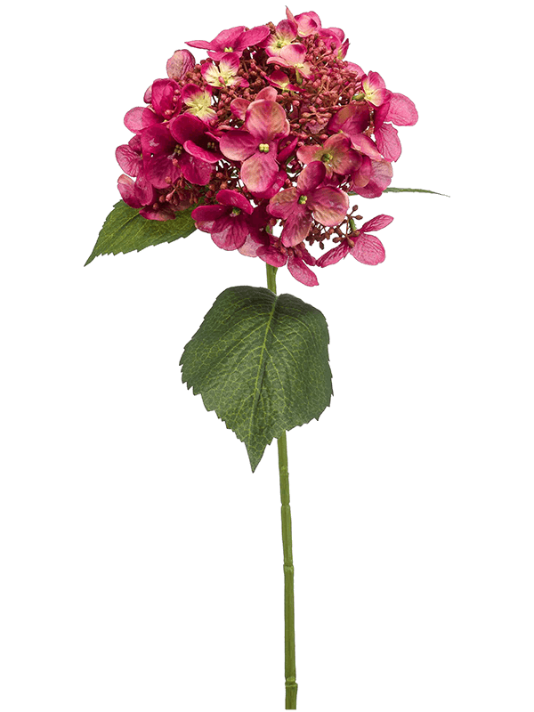 Hydrangea, Fuchsia, H: 50cm